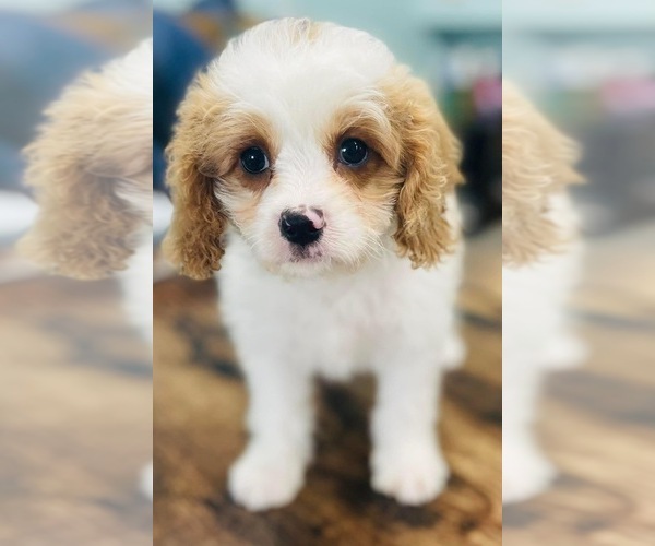 Medium Photo #1 Cavapoo Puppy For Sale in CINCINNATI, OH, USA