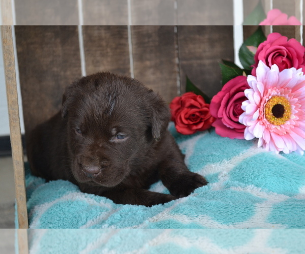 Medium Photo #23 Labrador Retriever Puppy For Sale in GREENWOOD, WI, USA