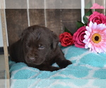 Small Photo #23 Labrador Retriever Puppy For Sale in GREENWOOD, WI, USA