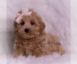 Small #3 Maltipoo (Miniature)