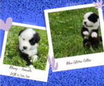Puppy Bluey English Shepherd