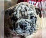 Small #9 Bulldog