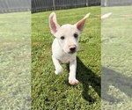 Small #3 Jack Russell Terrier Mix