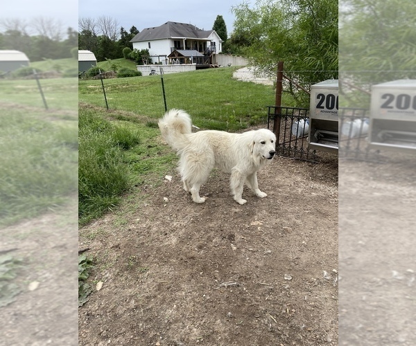 Medium Photo #1 Great Pyrenees Puppy For Sale in LINN, MO, USA