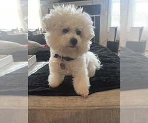 Father of the Bichon Frise puppies born on 06/20/2025