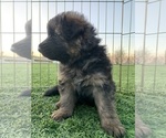 Small #9 German Shepherd Dog