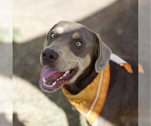 Doberman Pinscher-Unknown Mix Dogs for adoption in San Antonio, TX, USA