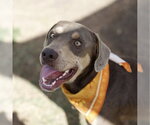 Small Doberman Pinscher Mix