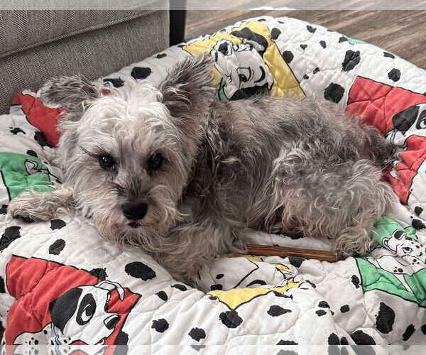 Medium Photo #8 Mutt Puppy For Sale in Mount Pleasant, SC, USA