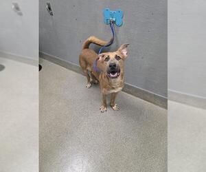 German Shepherd Dog-Unknown Mix Dogs for adoption in Las Vegas, NV, USA