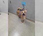 Small German Shepherd Dog Mix