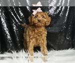 Small Photo #41 Cavapoo Puppy For Sale in WARSAW, IN, USA