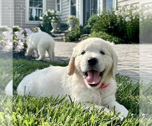 Golden Retriever Puppy for sale in GORDONVILLE, PA, USA