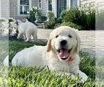 Small Golden Retriever
