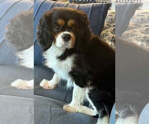 Cavalier King Charles Spaniel Dogs for adoption in Sioux Falls, SD, USA