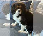 Small Cavalier King Charles Spaniel