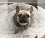 Small #5 French Bulldog