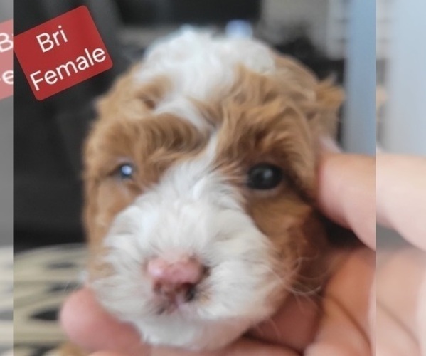 Medium Photo #5 Goldendoodle (Miniature) Puppy For Sale in MILFORD, UT, USA