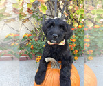 Puppy Doodlebob Golden Mountain Doodle 