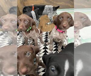German Shorthaired Pointer Puppy for sale in COLUMBIA, TN, USA