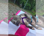 Small #2 American Staffordshire Terrier
