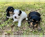 Small #3 Yorkshire Terrier