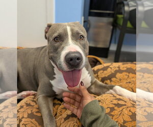 Mutt Dogs for adoption in Cliffwood, NJ, USA