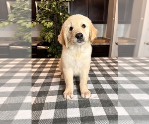 Golden Retriever Puppy for sale in GREENWOOD, IN, USA