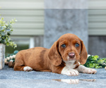 Image preview for Ad Listing. Nickname: Litter of 3