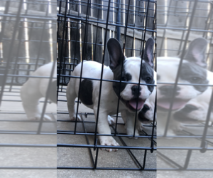 French Bulldog Puppy for sale in FORT WORTH, TX, USA