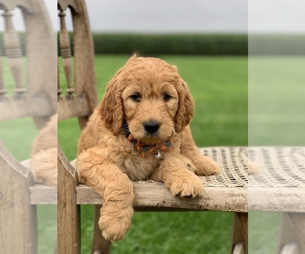 Medium Photo #12 Irish Doodle Puppy For Sale in WOOSTER, OH, USA
