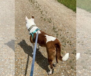 Juniper - Female American Pit Bull Terrier Dog for Adoption - Photo #3
