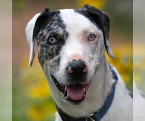 Catahoula Leopard Dog-Unknown Mix Dogs for adoption in Kanab, UT, USA