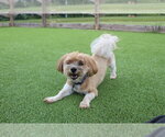 Small #2 Havanese