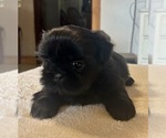Puppy Reba Shih Tzu