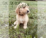 Small Photo #58 Goldendoodle Puppy For Sale in WEST PLAINS, MO, USA