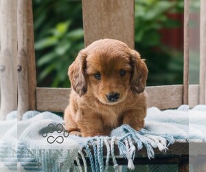 Dachshund Puppy for sale in EAST EARL, PA, USA