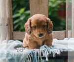 Small Dachshund