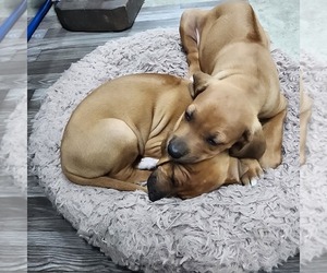 Rhodesian Ridgeback Litter for sale in YOUNGWOOD, PA, USA