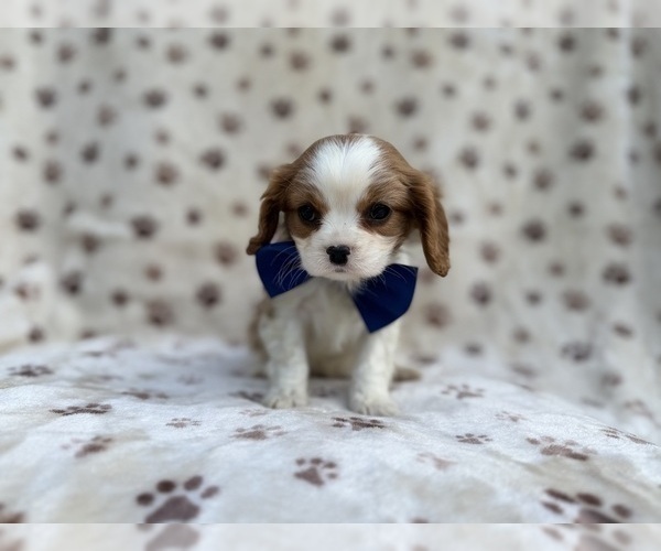 Medium Photo #9 Cavalier King Charles Spaniel Puppy For Sale in LAKELAND, FL, USA
