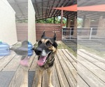 Small German Shepherd Dog