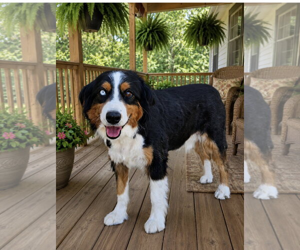 Medium Photo #1 Australian Shepherd Puppy For Sale in Bon Carbo, CO, USA