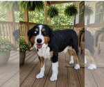 Small Australian Shepherd