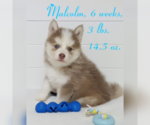 Small Photo #21 Pomsky Puppy For Sale in RAMONA, CA, USA