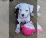 Delta - Female Mutt Dog for Adoption - Small photo