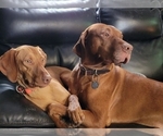 Small Photo #9 Vizsla Puppy For Sale in NEW YORK MILLS, MN, USA