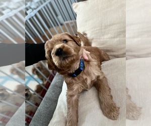 Goldendoodle Puppy for sale in ADELAIDE, CA, USA