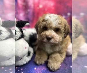 Havanese Puppy for sale in LIVONIA, MI, USA