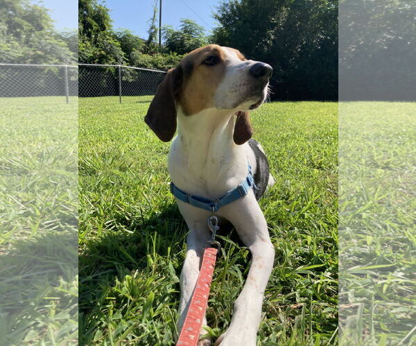Medium Photo #3 Treeing Walker Coonhound-Unknown Mix Puppy For Sale in Holly Springs, NC, USA