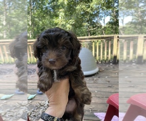 Poochon-Poodle (Toy) Mix Puppy for sale in SENECA, SC, USA